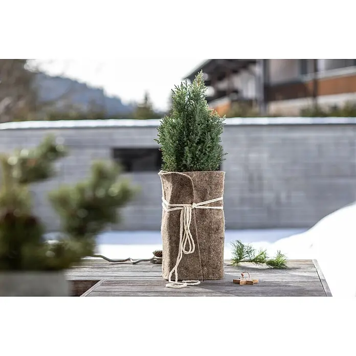 Windhager Kälteschutz Schafwoll-Filzmatte - L x B: 2 x 0,5 m, Grau - Kleine Immergrünpflanze in brauner Filz-Topfverpackung mit Naturkordel, auf Holzoberfläche im Freien mit Schnee.