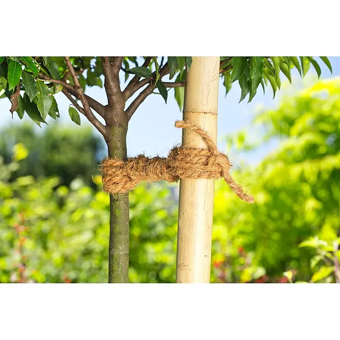 Gardol Kokosgarn - 15 m - Naturfaserseil befestigt einen jungen Baum an einem Bambusstab.
