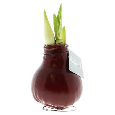 Piardino  Amaryllis No Water Flowers Waxz®