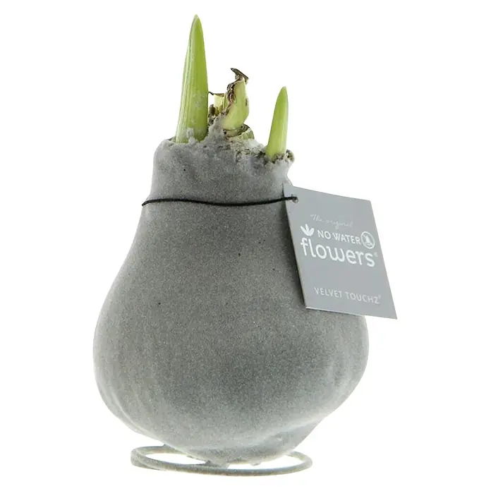 Piardino Amaryllis No Water Flowers Velvet Touchz® - Hippeastrum, Farbe Arrangement: Silber, Blütenfarbe: Rot - Graue Samt-No Water Flowers Zwiebel mit grünen Trieben und 'Velvet Touchz' Etikett.