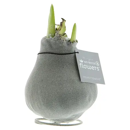 Piardino  Amaryllis No Water Flowers Velvet Touchz®