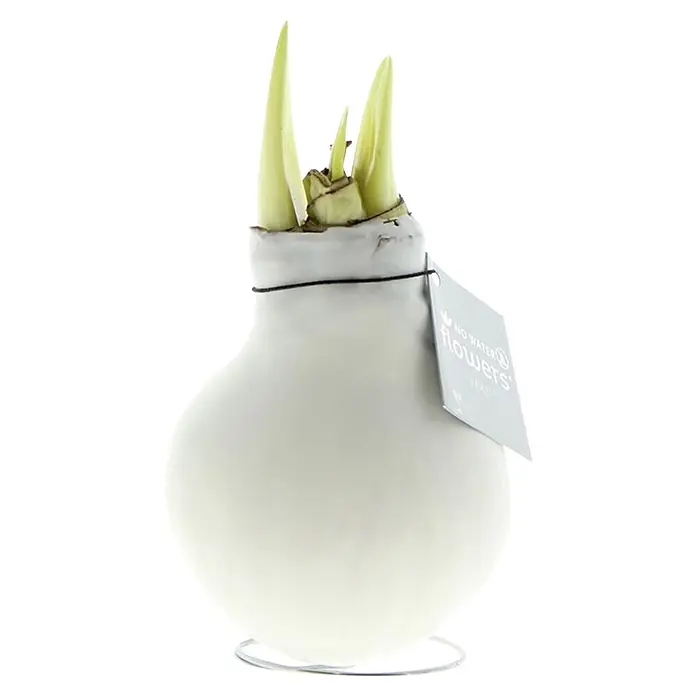 Piardino Amaryllis No Water Flowers Waxz® - Hippeastrum, Farbe Arrangement: Weiß, Blütenfarbe: Rot - Weiße Wachszwiebel mit grünen Trieben und „NO WATER flowers“-Etikett.