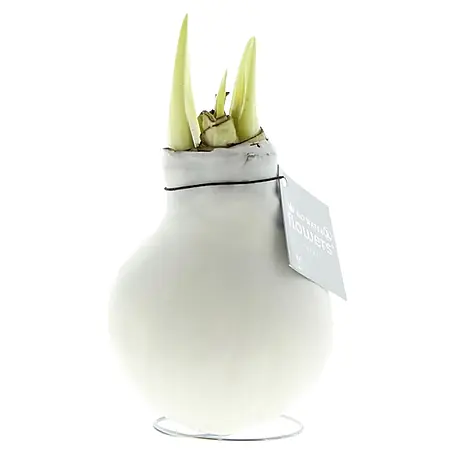 Piardino  Amaryllis No Water Flowers Waxz®