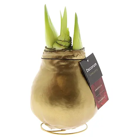 Piardino  Amaryllis No Water Flowers Waxz®