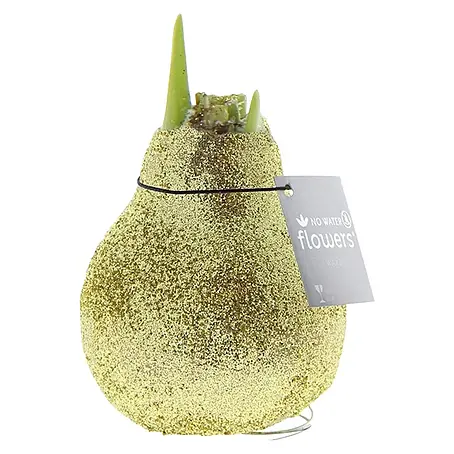 Piardino  Amaryllis No Water Flowers Glitterz®