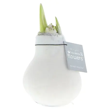 Piardino  Amaryllis No Water Flowers Velvet Touchz®