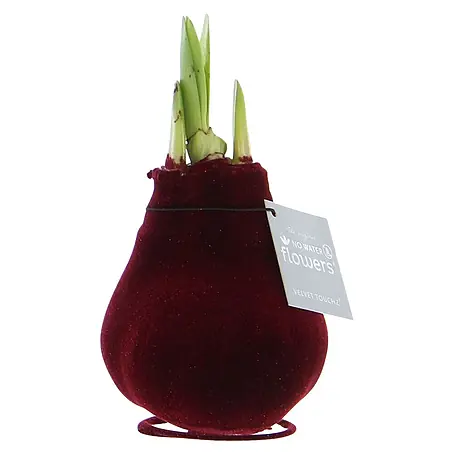 Piardino  Amaryllis No Water Flowers Velvet Touchz®