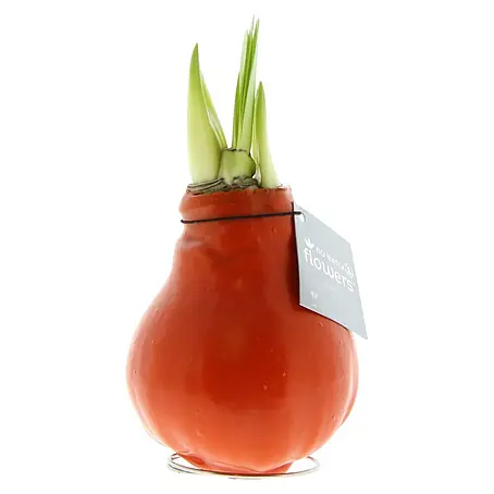 Piardino  Amaryllis No Water Flowers Waxz®