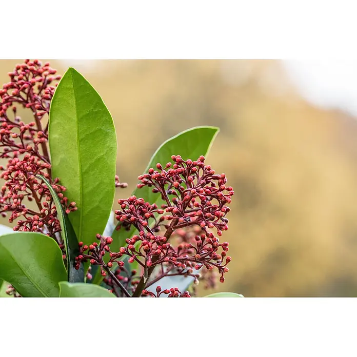 Japanische Blütenskimmie ab 5 Blüten - Skimmia japonica 'Rubella', Topfgröße: 10 cm, Rot - Nahaufnahme von roten Blütenknospen an dunkelroten Stielen mit leuchtend grünen Blättern, vor einem unscharfen, natürlichen Hintergrund.