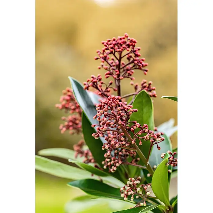 Japanische Blütenskimmie ab 5 Blüten - Skimmia japonica 'Rubella', Topfgröße: 10 cm, Rot - Nahaufnahme einer Pflanze mit Büscheln kleiner, runder roter Blütenknospen und leuchtend grünen Blättern.
