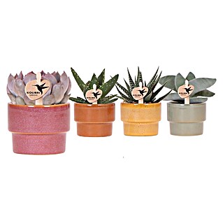 Sukkulenten in Timeless Keramik (Succulent Hybride, Topfgröße: 6 cm)
