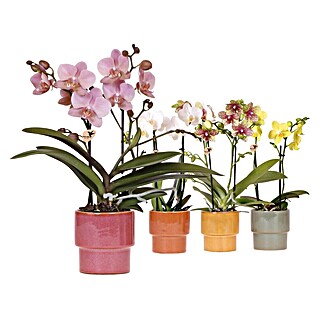 Orchidee im Ritual Keramik (Botanische Bezeichnung: Phalaenopsis, Topfgröße: 9 cm)
