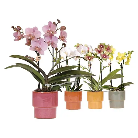 Orchidee im Ritual Keramik