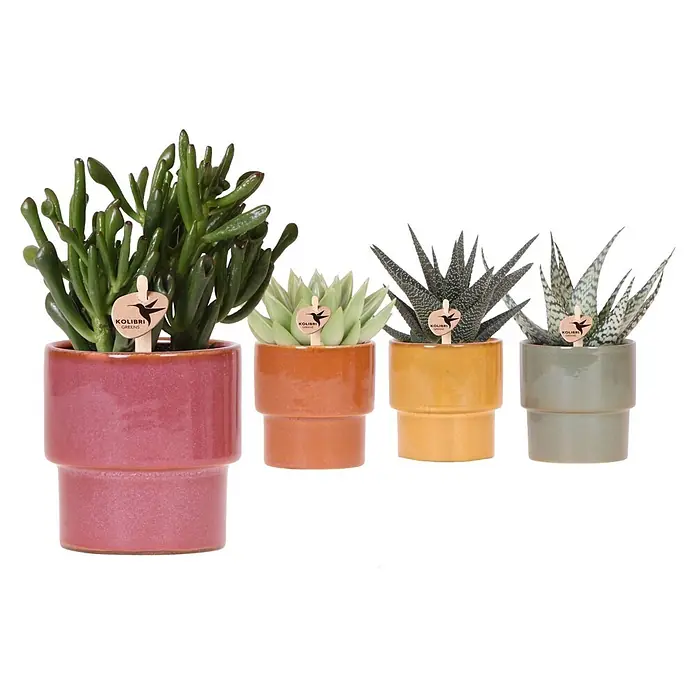 Sukkulenten in Timeless Keramik - Succulent Hybride, Topfgröße: 9 cm - Vier Sukkulenten in glasierten Keramiktöpfen (Rot, Orange, Gelb, Salbeigrün) mit Holzsteckern "Kolibri Greens".