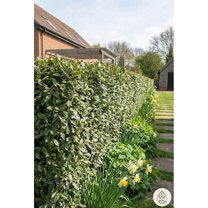 Heijnen Pflanzen Wintergrüne Ölweide 150-175 cm - 30 St. für 15 Meter - Elaeagnus ebbingei, Topfgröße: 25 cm, 150 cm - 175 cm - Dichte grüne Hecke in einem sonnigen Garten, grenzt an einen Weg und ein Haus.