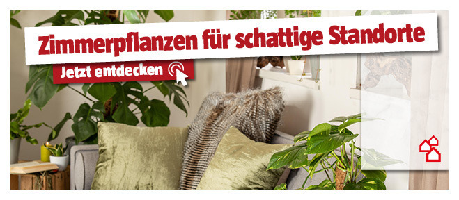 Zimmerpflanzen neben der Couch