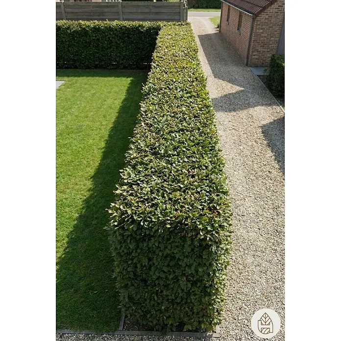 Heijnen Pflanzen Hainbuche - Fagus sylvatica, Topfgröße: 20 cm, Aktuelle Wuchshöhe: 60 cm - 80 cm - Grüne Hecke begrenzt Rasen und Kiesweg, schafft natürliche Gartengliederung.