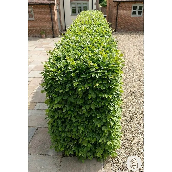 Heijnen Pflanzen Hainbuche - Carpinus betulus, Topfgröße: 20 cm, Aktuelle Wuchshöhe: 80 cm - 100 cm - Eine lebendige, grüne Hecke aus frischen Blättern, sauber geschnitten, die einen gepflasterten Weg und eine Kiesauffahrt begrenzt.
