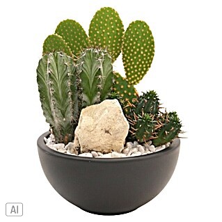 Piardino Kaktus - Arrangement (Cactaceae, Topfgröße: 15 cm)