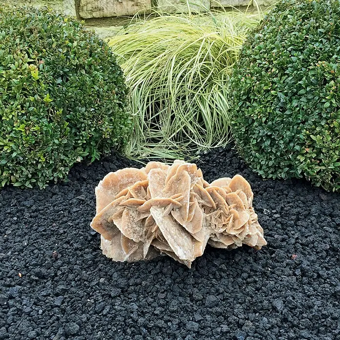 Sandrose - Sandstein-Beige, 10 - 15 cm - Nahaufnahme einer Wüstenrose, einer rosettenartigen Gipskristallformation, auf schwarzem Lavagestein mit grünen Pflanzen im Hintergrund.