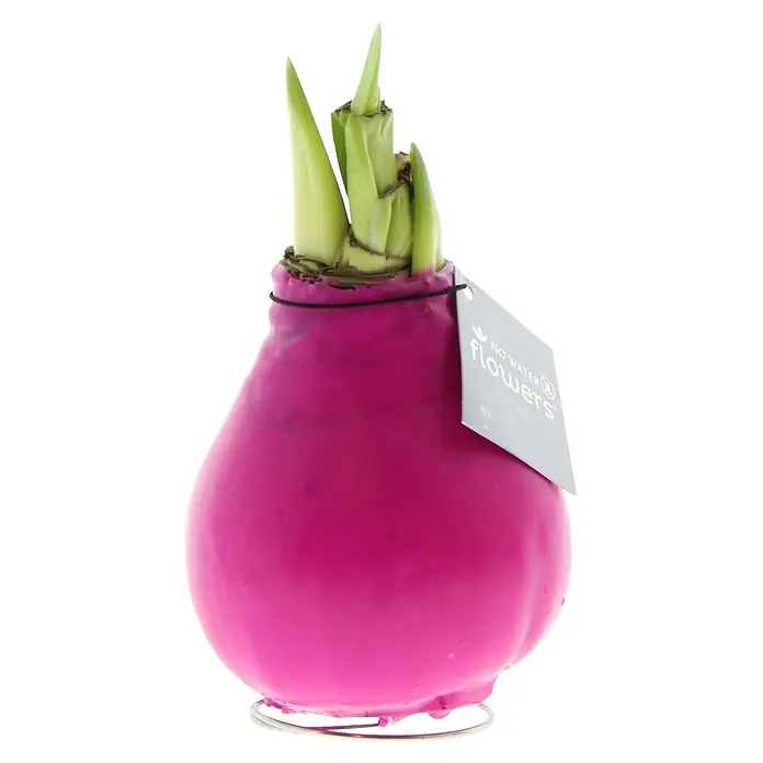 Piardino Amaryllis No Water Flowers Waxz® - Hippeastrum, Farbe Arrangement: Pink, Blütenfarbe: Rot - Eine magentafarbene, wachsüberzogene Hyazinthenzwiebel mit grünen Trieben, auf einem Metallring stehend. Ein 'No Water Flowers'-Etikett ist angebracht.