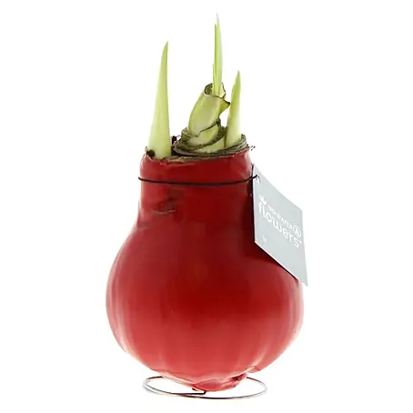 Piardino  Amaryllis No Water Flowers Waxz®