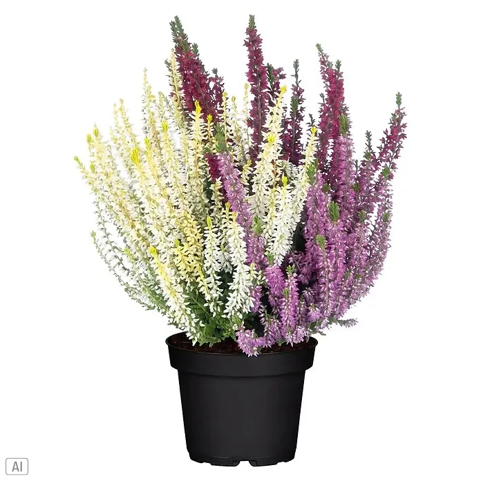 Piardino Besenheide Trio - Calluna vulgaris Trio, Topfgröße: 11 cm, Dreifarbig - Topfheide mit weißen, violetten und dunkelroten Blüten in einem schwarzen Topf.