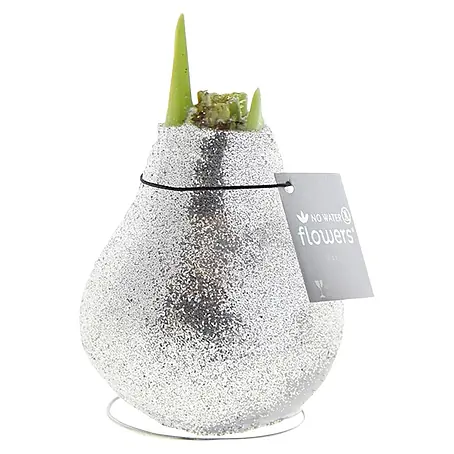 Piardino  Amaryllis No Water Flowers Glitterz®