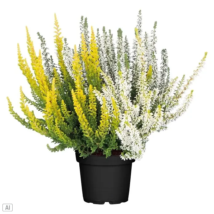 Piardino Besenheide Trio - Calluna vulgaris Trio, Topfgröße: 11 cm, Dreifarbig - Topfheidepflanze mit leuchtend gelben und weißen Blüten in einem schwarzen Topf.
