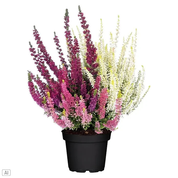 Piardino Besenheide Trio - Calluna vulgaris Trio, Topfgröße: 11 cm, Dreifarbig - Schwarze Topfpflanze mit leuchtend lila, rosa und weißen Heidekrautblüten.