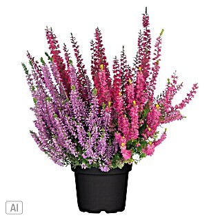 Piardino Besenheide Trio (Calluna vulgaris Trio, Topfgröße: 11 cm, Dreifarbig)