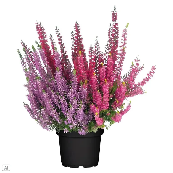 Piardino Besenheide Trio - Calluna vulgaris Trio, Topfgröße: 11 cm, Dreifarbig - Lebhafte lila und pinke Heideblumen in einem schwarzen Plastiktopf.