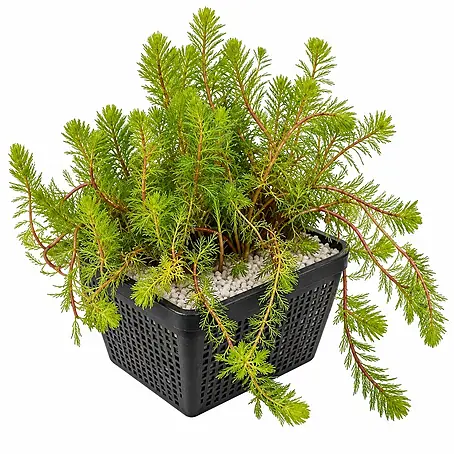 Tausendblatt Myriophyllum Rubricaule Teich - 4 Pflanzen mit Korb & Substrat