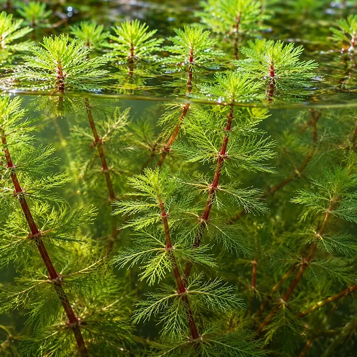 Tausendblatt Myriophyllum Rubricaule Teich - 4 Pflanzen mit Korb & Substrat -  - Grüne Wasserpflanzen mit rötlichen Stängeln, teilweise untergetaucht, mit Unterwasser- und Oberflächenwuchs.