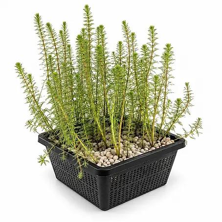 Vdvelde Tannenwedel Hippuris Vulgaris Teich - 4 Pflanzen Sauerstoff mit Korb & Substrat