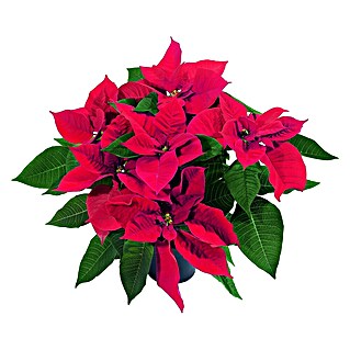 Piardino Weihnachtsstern (Euphorbia pulcherrima, Topfgröße: 9 cm)