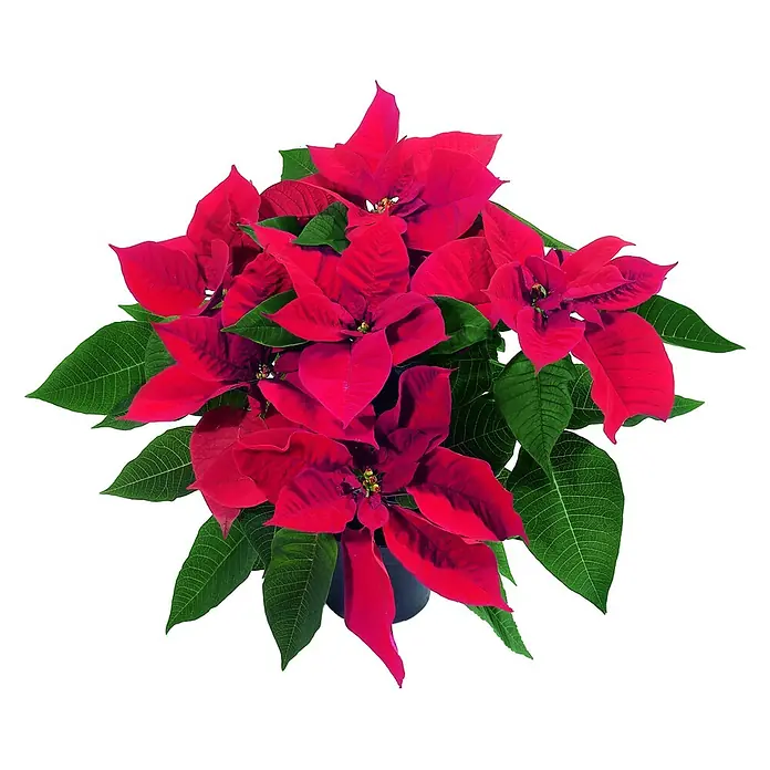 Piardino Weihnachtsstern - Euphorbia pulcherrima, Topfgröße: 9 cm - Leuchtend rote Weihnachtssterne-Pflanze mit grünen Blättern im dunklen Topf.