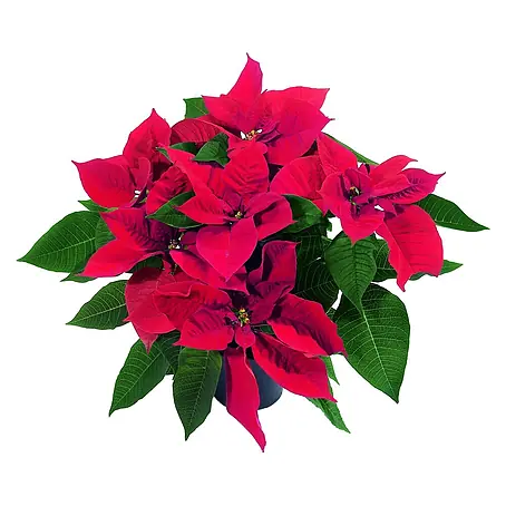 Piardino  Weihnachtsstern