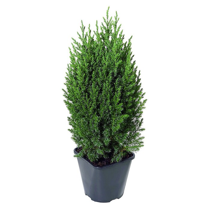 Piardino Wacholder (Topfgröße: 13 cm, Juniperus 'stricta') | BAUHAUS