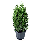Piardino Wacholder (Topfgröße: 13 cm, Juniperus 'stricta') | BAUHAUS