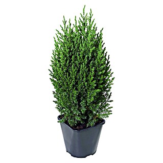 Piardino Wacholder (Topfgröße: 13 cm, Juniperus 'stricta')