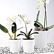 SK Orchideentopf Merina Pretty (Durchmesser: 14 cm, Höhe: 15 cm, Keramik, Weiß)