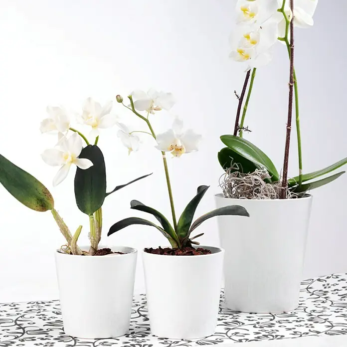 Soendgen Keramik Orchideentopf Merina Pretty - Auenma ( x H): 13 x 15  cm, Keramik, Wei online kaufen bei BAUHAUS
