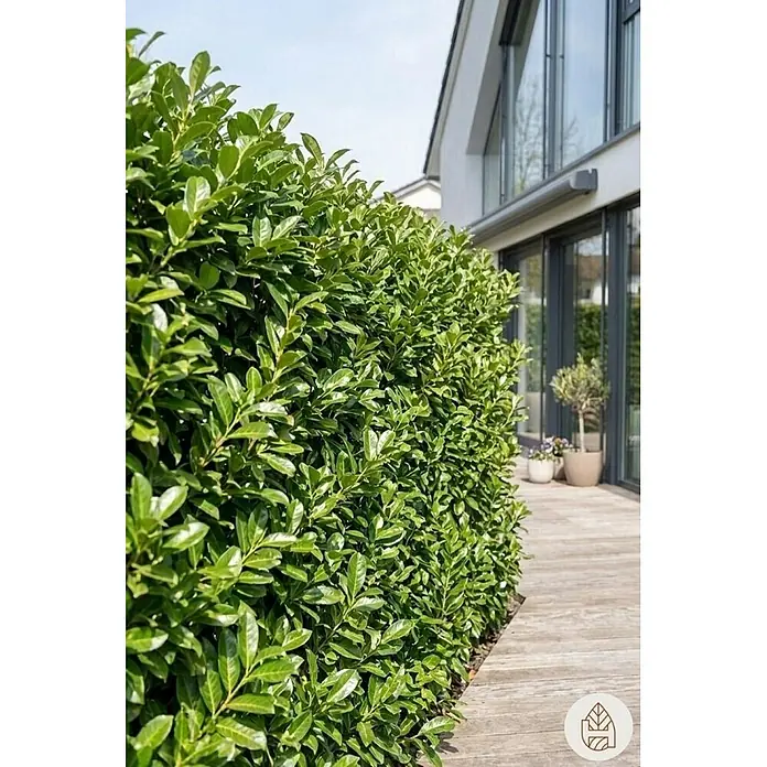 Heijnen Pflanzen Kirschlorbeer 150-175 cm - 20 St. für 10 Meter - Prunus laurocerasus 'Novita', Topfvolumen: 10 l, Aktuelle Wuchshöhe: 150 cm - 175 cm - Dichte grüne Hecke bietet Sichtschutz für ein modernes Haus und Holzdeck.