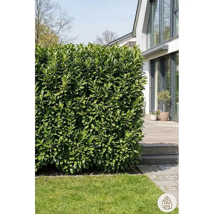 Heijnen Pflanzen Kirschlorbeer 150-175 cm - 20 St. für 10 Meter - Prunus laurocerasus 'Novita', Topfvolumen: 10 l, Aktuelle Wuchshöhe: 150 cm - 175 cm - Eine hohe, dichte grüne Hecke als Sichtschutz in einem Garten neben einem modernen Haus.