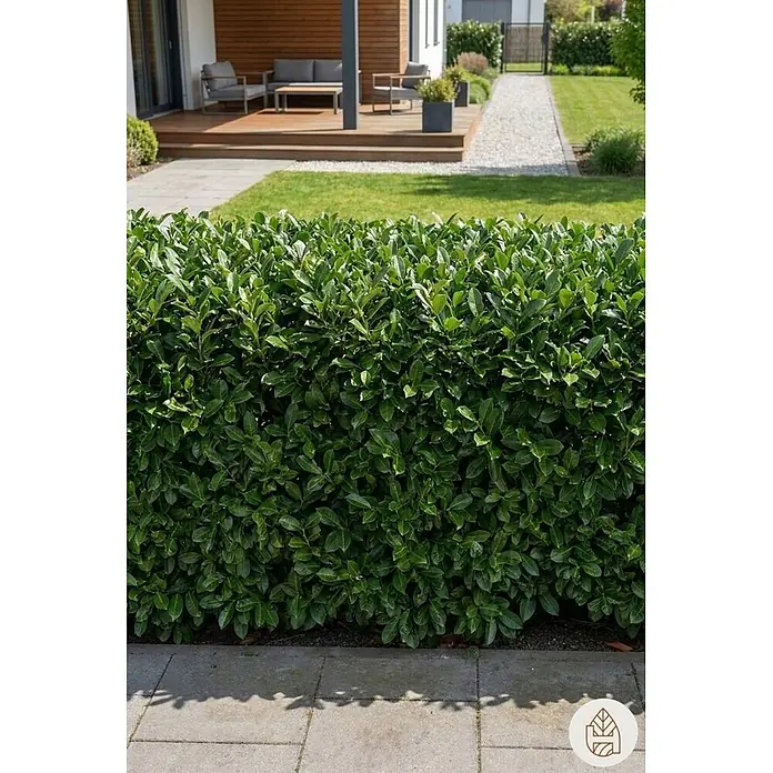 Heijnen Pflanzen Kirschlorbeer 150-175 cm - 30 St. für 15 Meter - Prunus laurocerasus 'Genolia', Topfvolumen: 10 l, Aktuelle Wuchshöhe: 150 cm - 175 cm - Dichte, leuchtend grüne Hecke in einem modernen Garten, die einen gepflasterten Weg begrenzt.