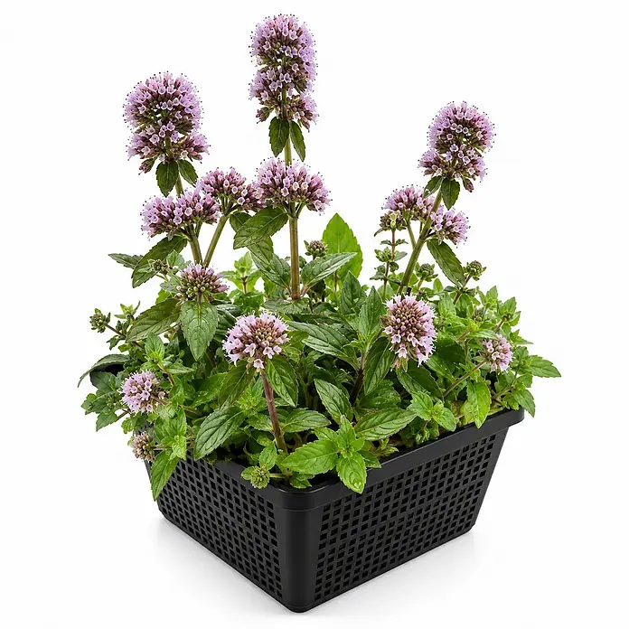Vdvelde Wasserminze Mentha Aquatica Teich - 4 Pflanzen Set Duftend mit Korb & Substrat -  - Topf-Minze mit lila Blüten in einem schwarzen, rechteckigen, perforierten Korb.