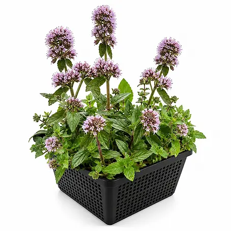 Vdvelde Wasserminze Mentha Aquatica Teich - 4 Pflanzen Set Duftend mit Korb & Substrat