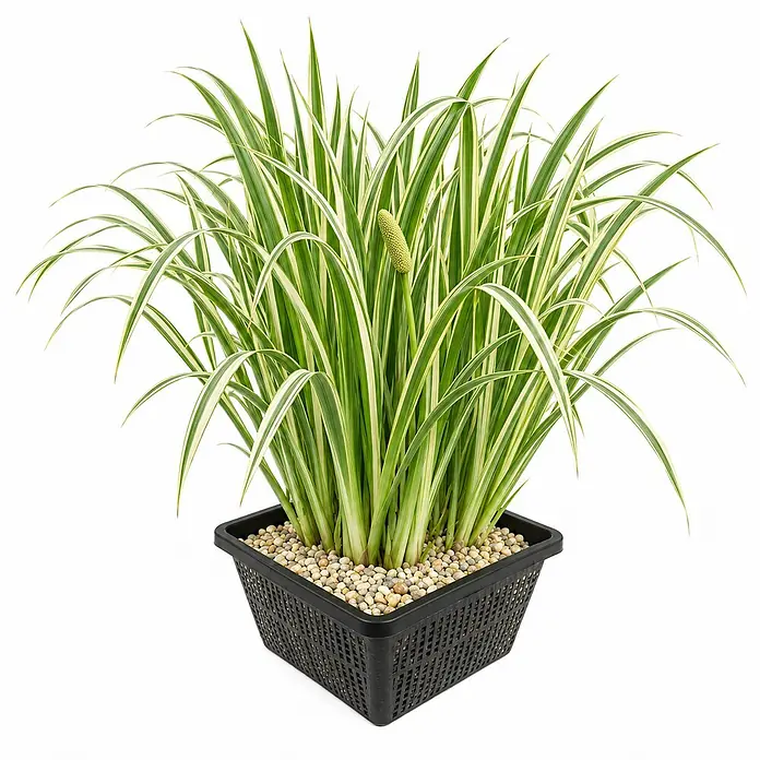 Kalmus Acorus Calamus Variegatus Teich - 4 Pflanzen Set mit Korb & Substrat -  - Gestreifte Wasserpflanze mit grün-weiß gestreiften Blättern und Blütenstand, in einem schwarzen Plastikkorb mit Kieselsteinen.