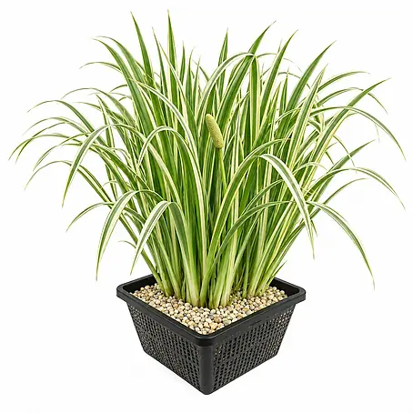 Kalmus Acorus Calamus Variegatus Teich - 4 Pflanzen Set mit Korb & Substrat